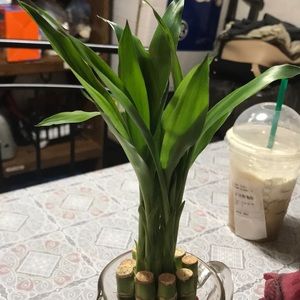 Meet your Posher, Eulalia